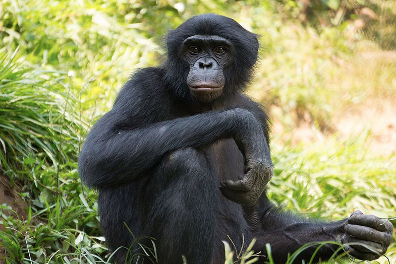 Bonobo sharing food with a stranger