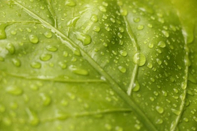 Chlorophyll's Role in Photosynthesis