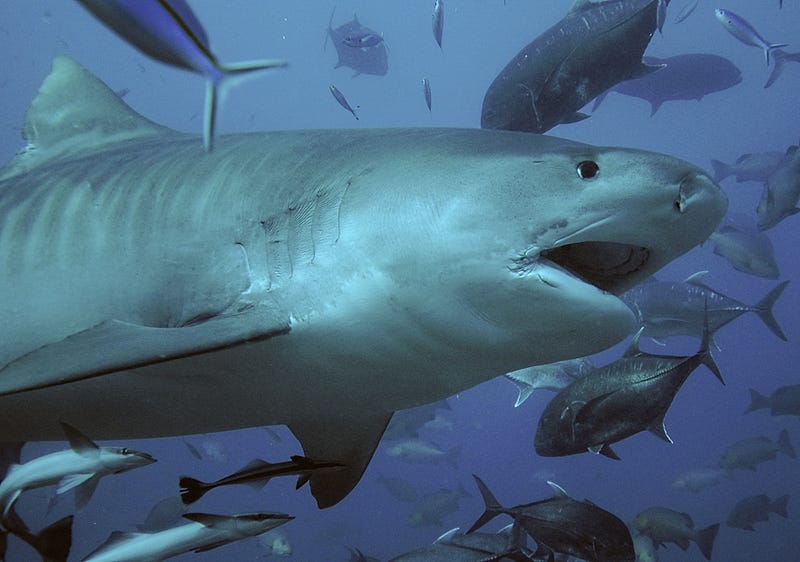 Tiger sharks feeding on a whale carcass