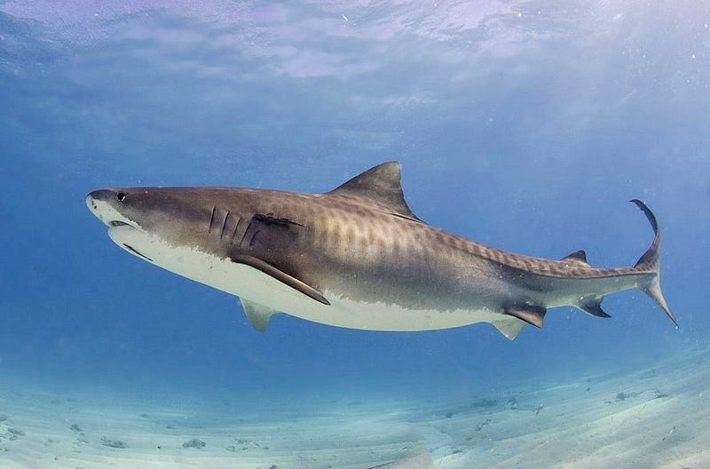 Tiger sharks and other marine life