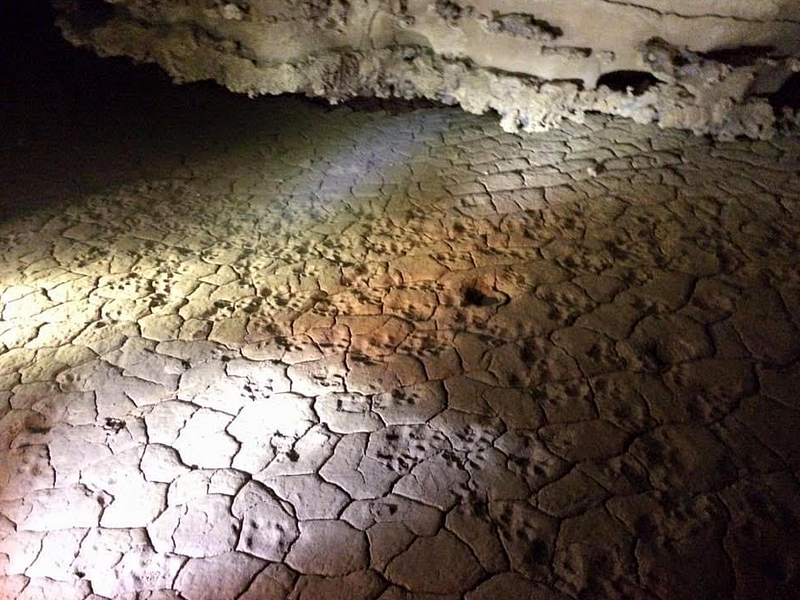 Pleistocene jaguar tracks in a cave