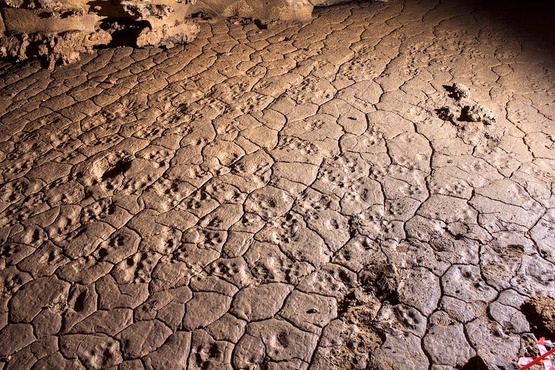 Pleistocene jaguar footprints