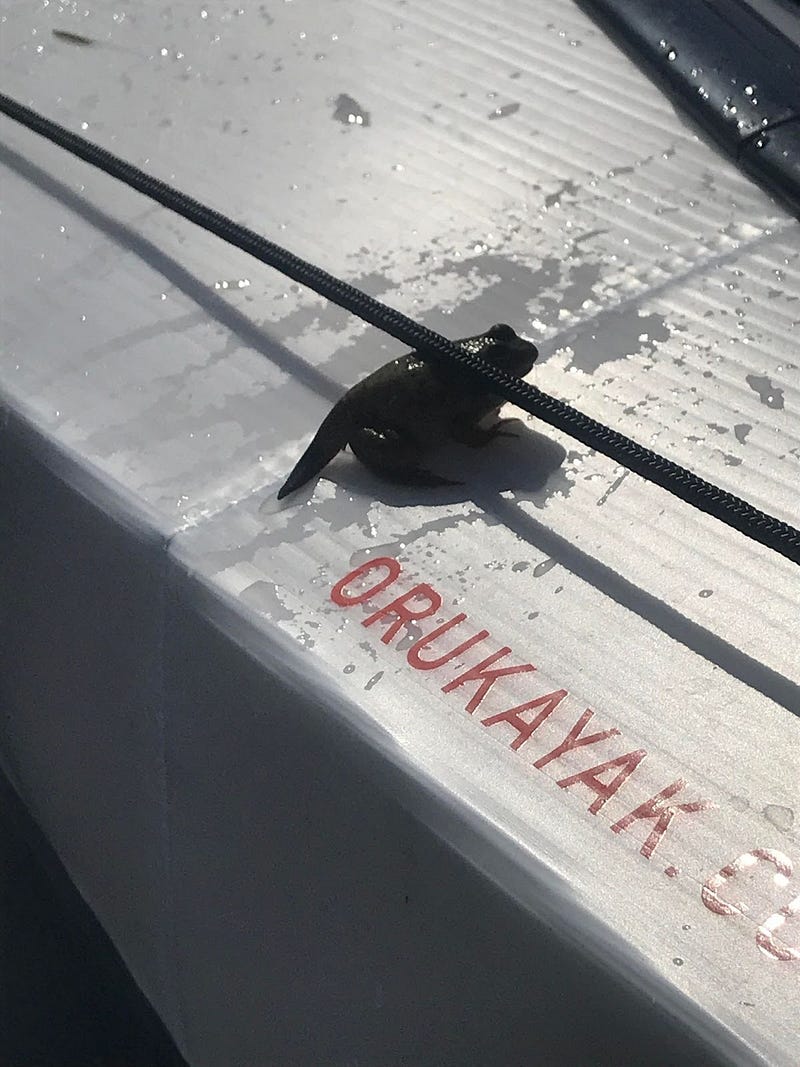 A peaceful frog enjoying its time on a kayak.