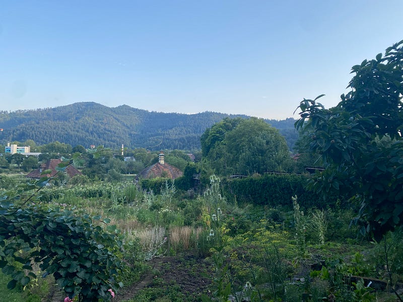 View of the Black Forest during a run