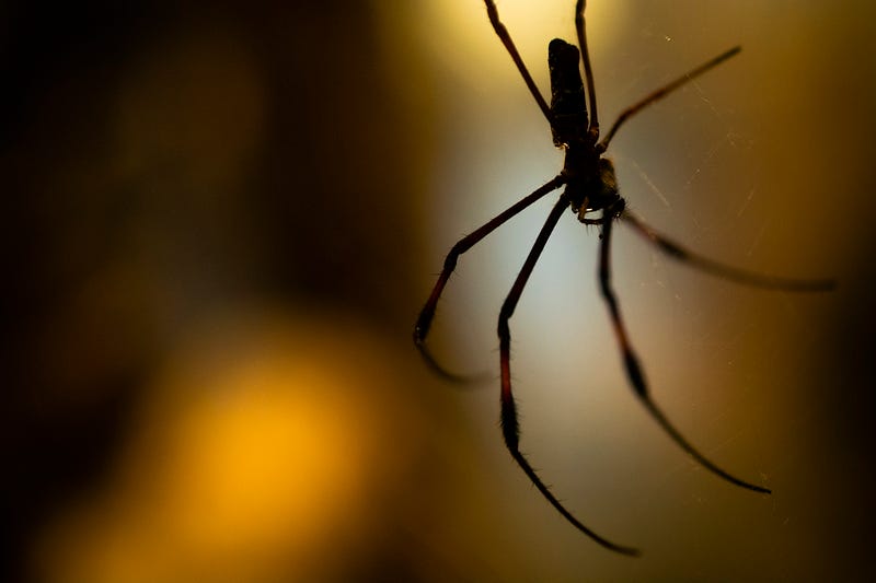 Black Widow Spider's intricate web