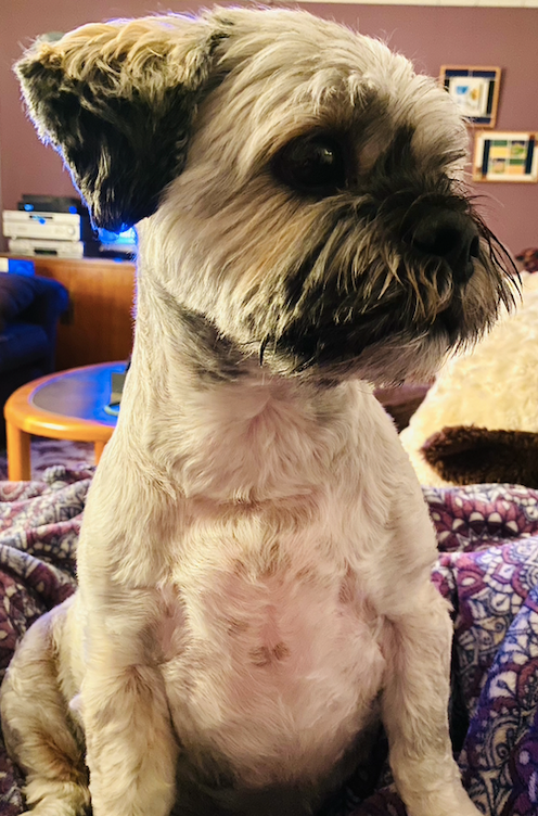 Photo of Albert, the canine connoisseur of scents