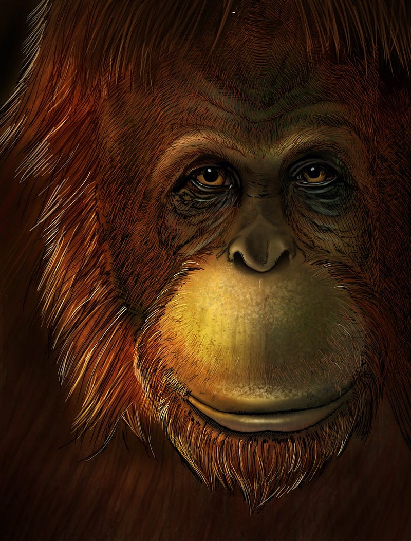 Artistic reconstruction of Gigantopithecus blacki.