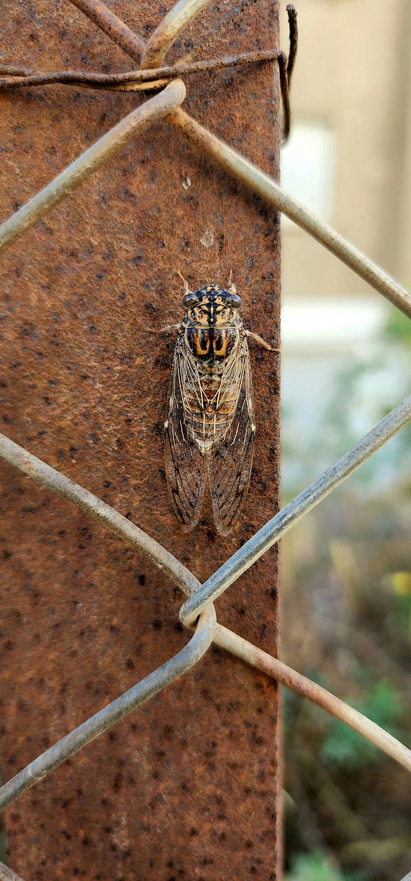 The beauty of cicadas