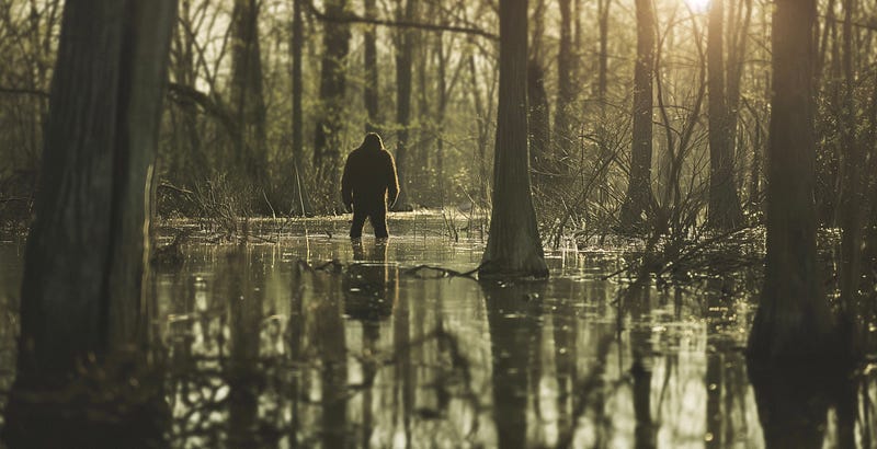 Image of the swamp with trees and water