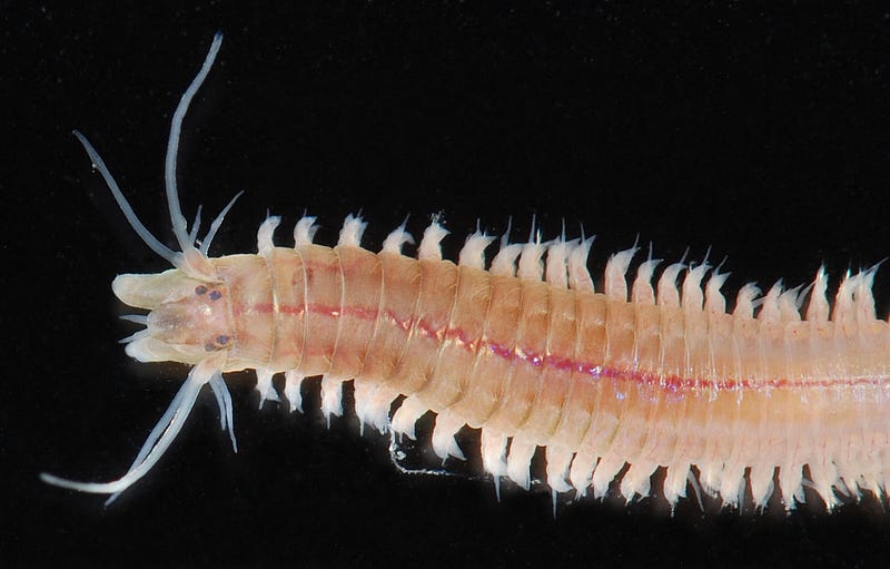 Unique deep-sea worm gliding in its habitat