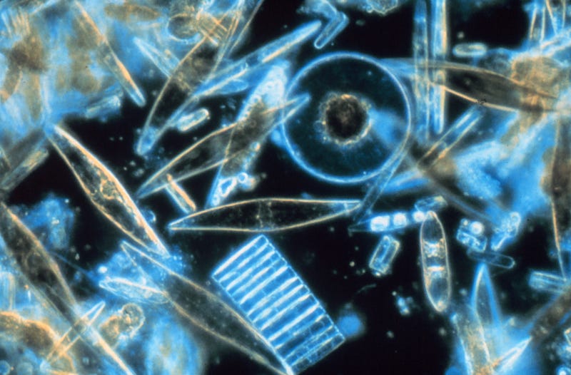 Zooplankton: the foundation of natural gas