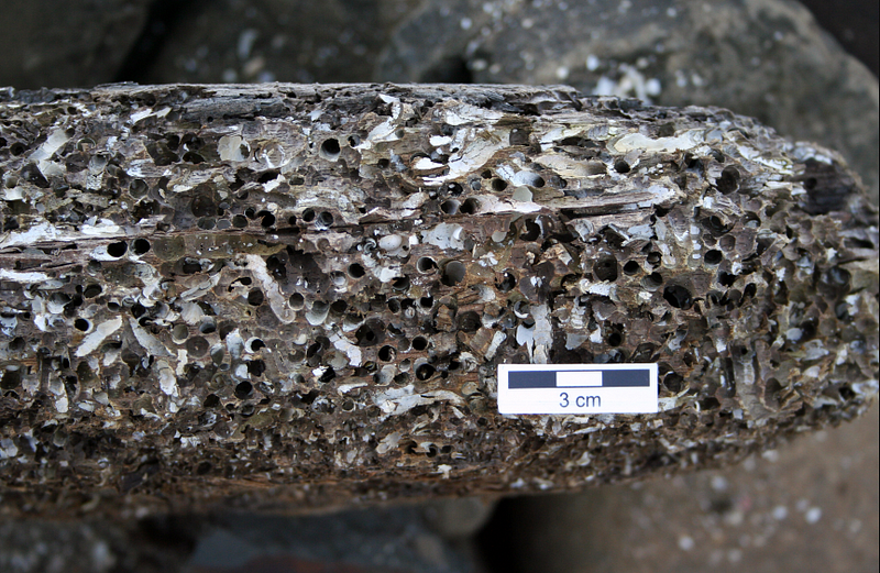 Geological timeline of Teredolites fossils