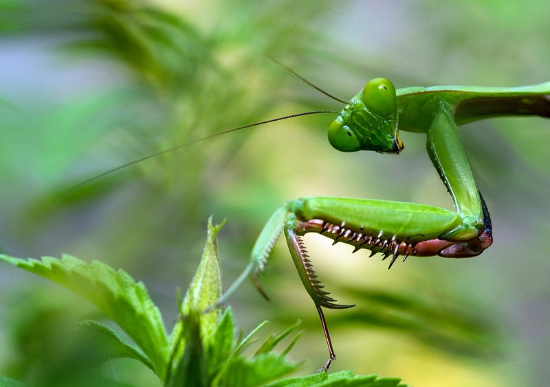 Female mantis and male during mating ritual