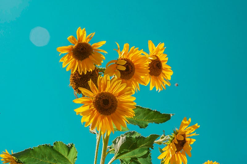 Sunflower in a field at sunrise