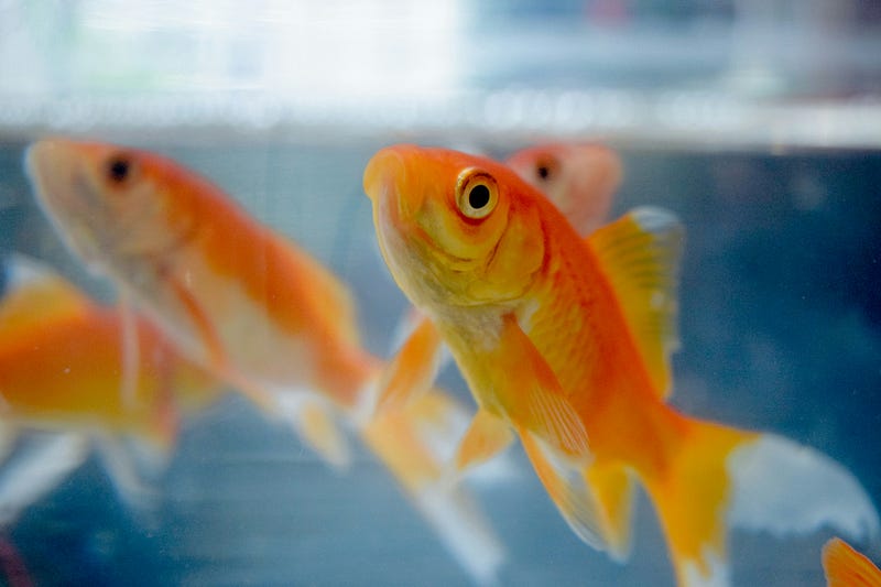 Goldfish in a bowl