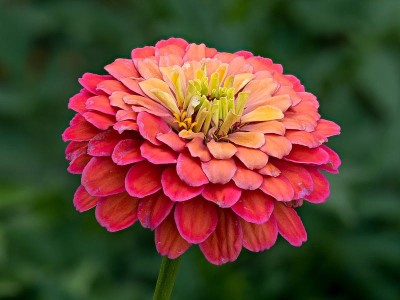 Common zinnia flower