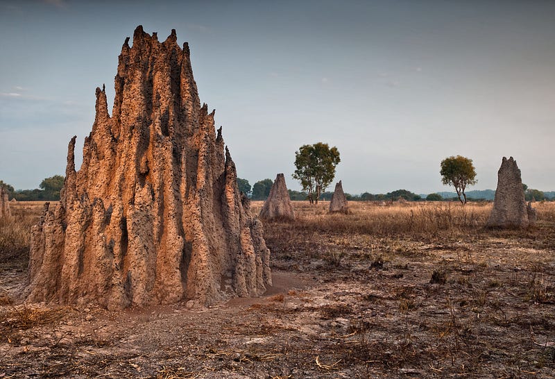 Example of a termite mound detected through remote sensing