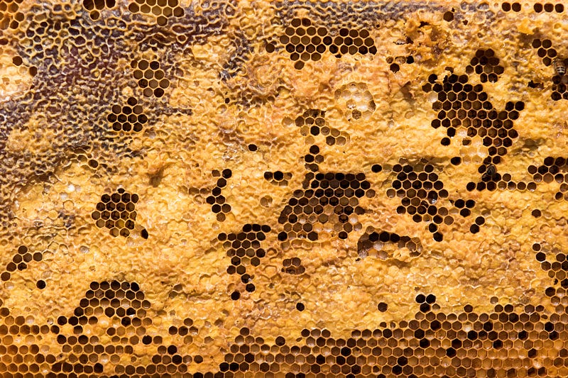 Honey bee showcasing its remarkable capabilities.