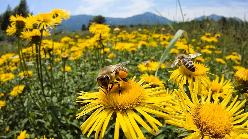 Honey bees communicating the location of food sources.