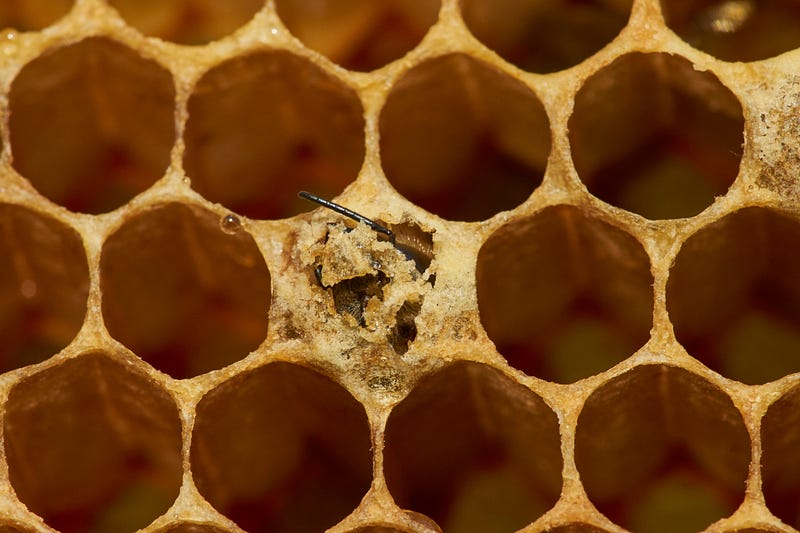 Honeycomb structure illustrating the bees' architectural prowess.