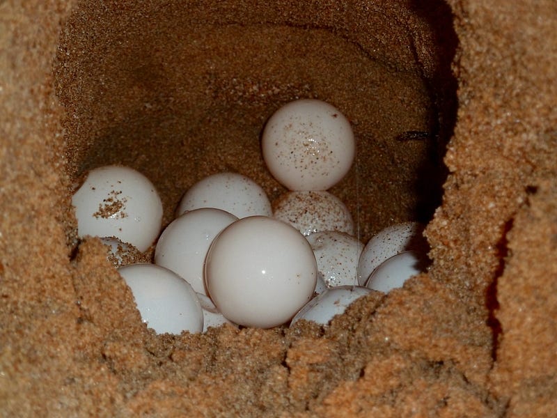 Close-up of sea turtle eggs