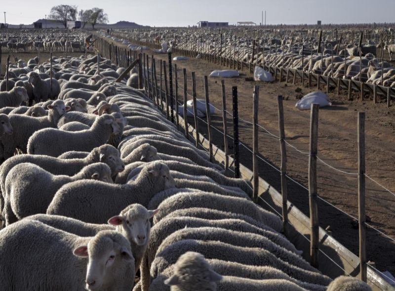 Working conditions in the meat industry