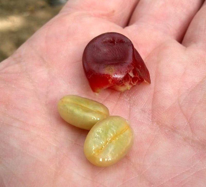 Processed coffee beans ready for roasting