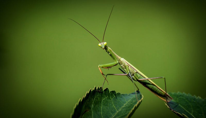 A cool insect showcasing nature's diversity.