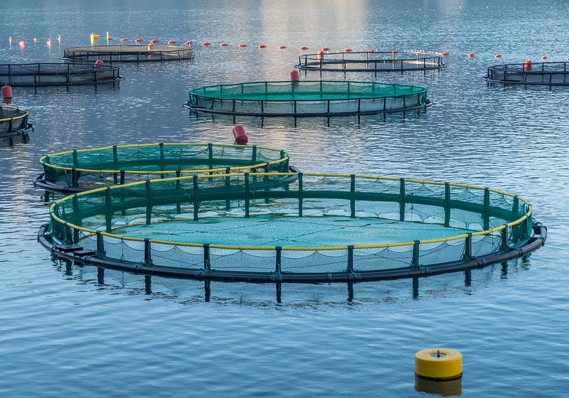 Fish cage aquaculture promoting local food security