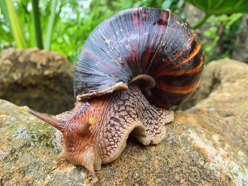 Giant African Land Snail in Florida