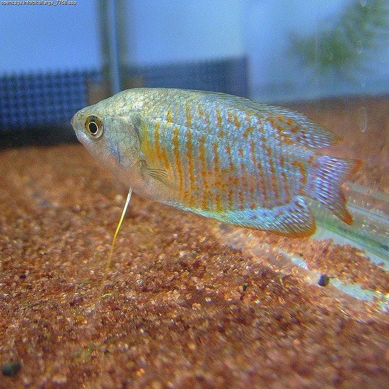 A Dwarf Gourami amidst aquatic plants.