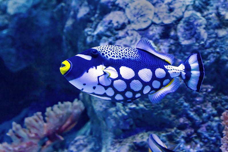 A Clown Triggerfish displaying its vibrant colors.