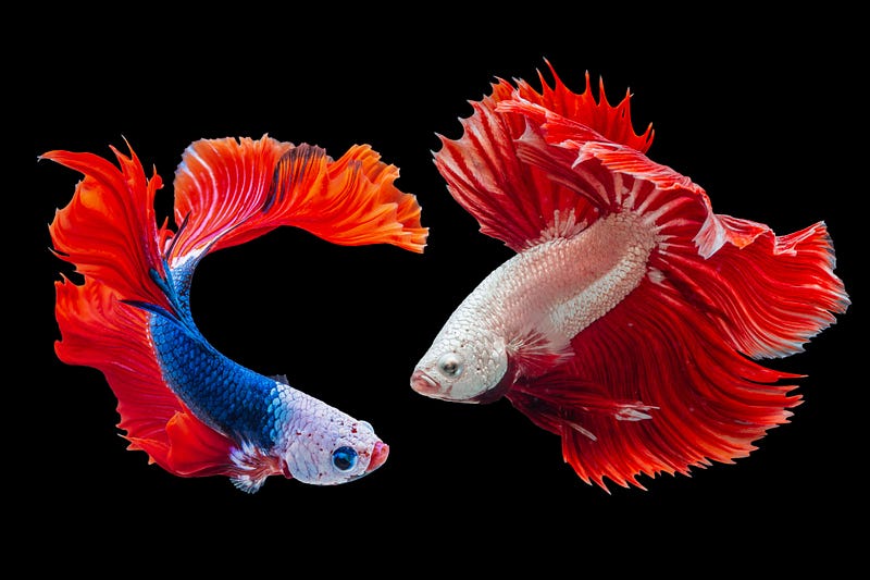 Close-up of a Red Crowntail Betta Fish.