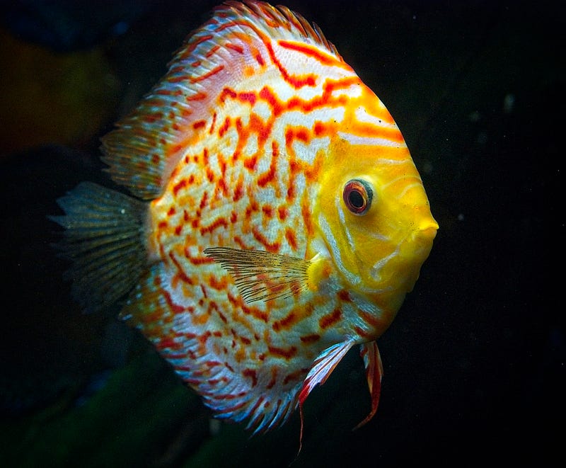 An elegant Discus fish swimming gracefully.