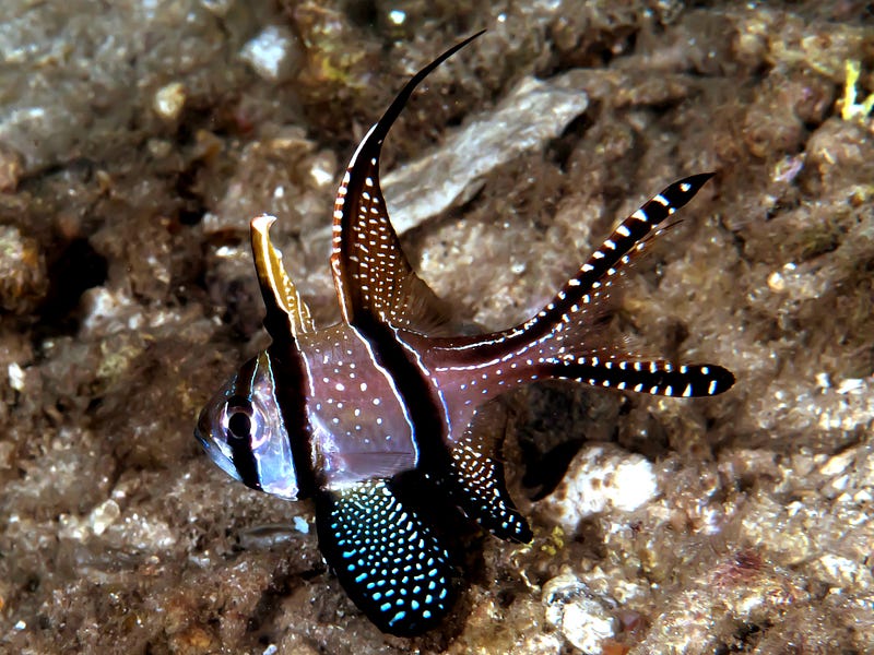 A Banggai Cardinal Fish displaying its unique patterns.