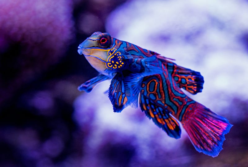 A vibrant Mandarinfish amidst coral reefs.