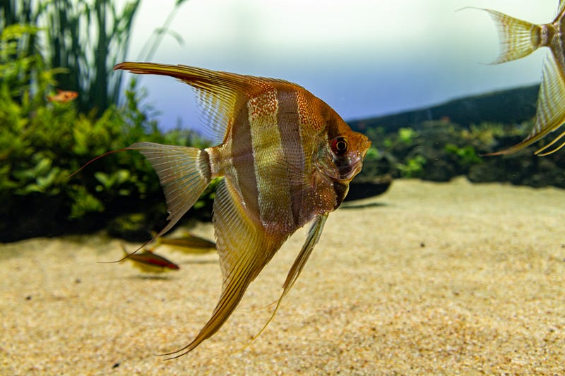 A Freshwater Angelfish showcasing its beauty.