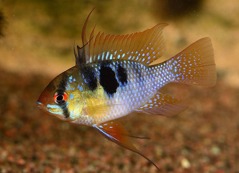 A colorful Ram Cichlid swimming in an aquarium.