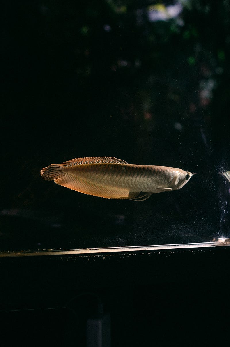 An impressive Arowana gliding through the water.