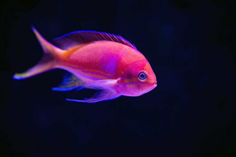 A school of Sea Goldies swimming in the ocean.