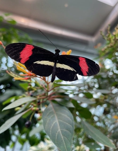 Colorful butterflies fluttering in the Butterfly House