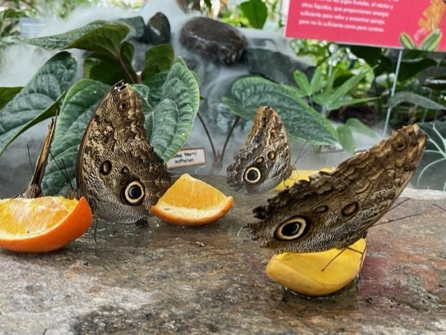 Butterflies gracefully moving among the flowers