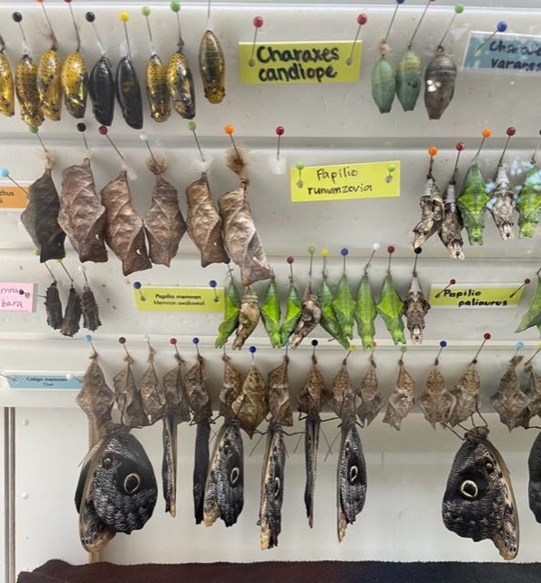 Display of pupae showcasing the metamorphosis process