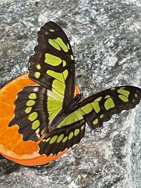 Children marveling at butterflies in the Butterfly House