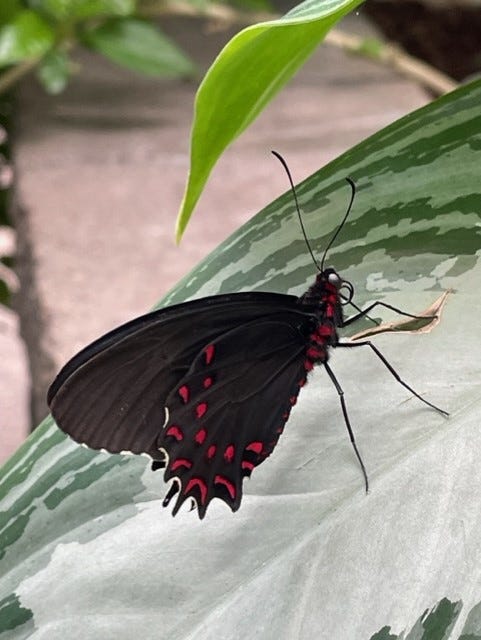 Lush tropical foliage in the Butterfly House