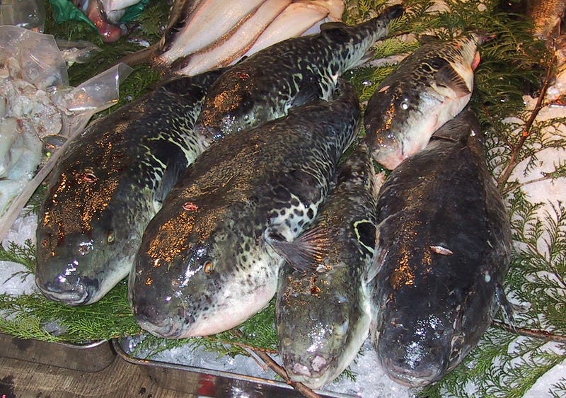 Fugu fish, a delicacy with deadly potential