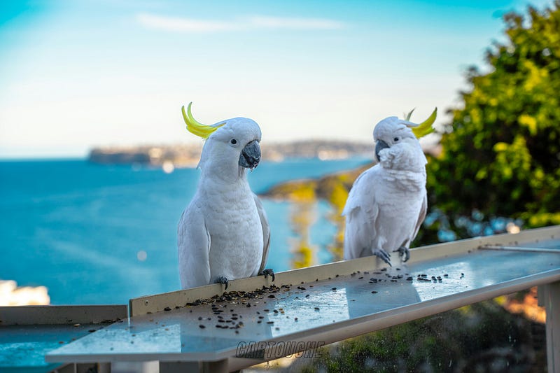 Sulfur-crested cockatoos exploring urban areas