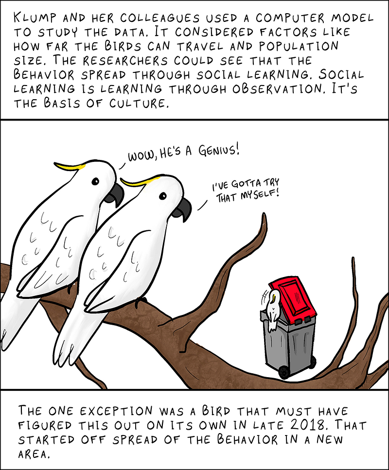 Illustration of cockatoos learning from each other