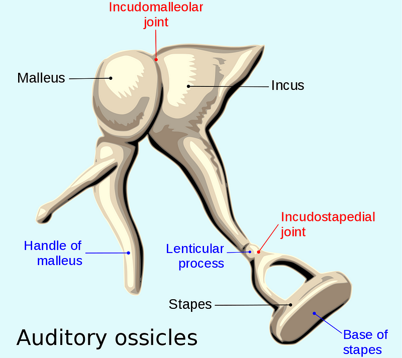 Thyreos shield and thyroid cartilage comparison