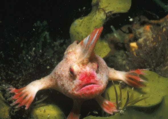 Smooth handfish, a symbol of marine extinction